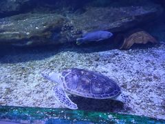 -海合安武汉极地海洋公园