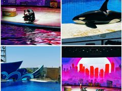 -上海海昌海洋公园