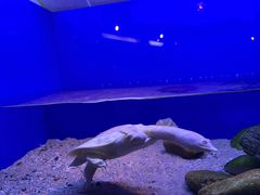 -上海海洋水族馆