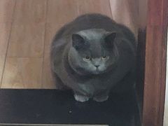 -喵zoo家庭繁育猫舍(尖东智能花园店)