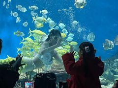 -海合安武汉极地海洋公园