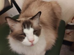 -猫小院猫主题餐厅(南锣旗舰店)