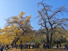 -千年银杏谷文化旅游区