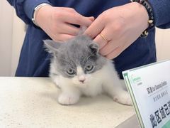 -顺强宠物诊所·狂犬免疫·夜诊·骨科(嘉定店)