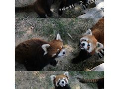 -灵玲国际马戏城