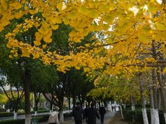 -南京国际青年文化中心