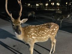 -清迈夜间动物园