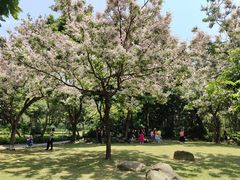 -金花茶公园
