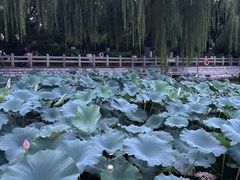 -济南大明湖景区