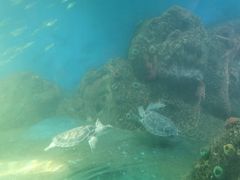-广东惠东海龟国家级自然保护区