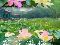 -莲花池公园