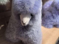 -番茄口袋(上海普陀区环球港店)