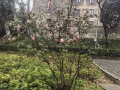 -武汉大学-樱园