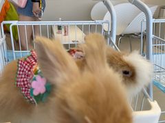 -怪兽屋·羊驼·猫咖·狗咖(俊华广场店)