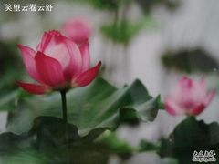 -微山湖红荷湿地景区