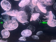 -欢乐海岸海洋奇梦馆
