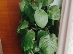 -九龙大酒店·金牌楚菜(武泰闸店)