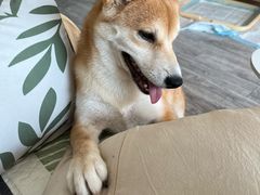 -宠物寄养训练学校