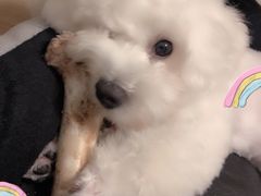 -FAELING PETS美天灵宠物(富力广场店)
