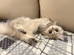 -momokira米努特·德文卷毛猫·棉花面纱犬