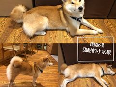 -柴务处·柴犬主题狗咖