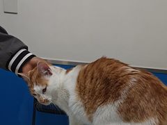 -康爱犬猫诊所·牙专科·骨外科·影像内科(丰宁店)