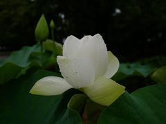 -六条庵