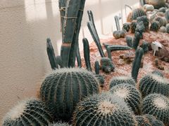 -正佳雨林生态植物园