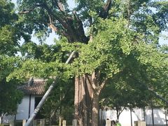 -上海佘山国家森林公园天马山园