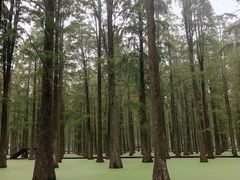 -渌洋湖湿地公园