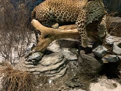 -陕西自然博物馆