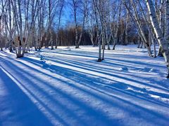 -乌兰布统景区-白桦林