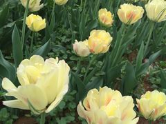 -洛阳郁金香牡丹园