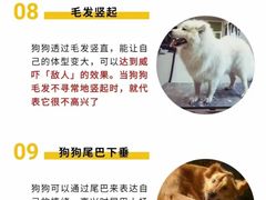 -喜多萌中农锦绣动物医院24H·猫科·牙科MRI·CT