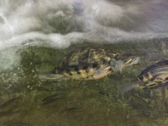 -迪拜水族馆及水下动物园