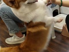 -柯斗斗主题餐厅·狗咖·围炉煮茶·茶饮(国瑞升平里店)