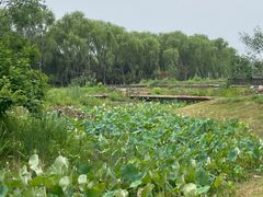 -东郊湿地公园