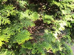 -苍山感通索道