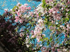 -深圳国际园林花卉博览园