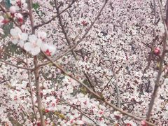 -定都峰