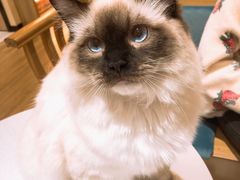 -滚猫咖啡·猫咖·猫友好撸猫(未来城店)