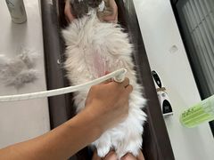 -伟伟宠物医院·CT影像中心·瑞派犬猫综合性门诊(汉口总院)