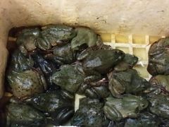 牛蛙-胶东海鲜大排档(北太平庄店)
