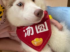 -Husky Go! 哈士奇体验馆·宠物咖啡厅狗咖