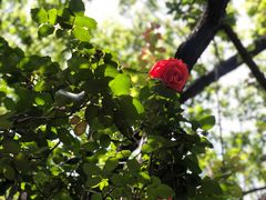 -四方小吃·白族庭院餐厅