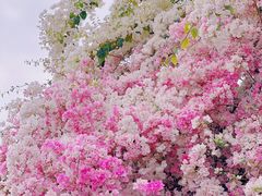 -深圳国际园林花卉博览园