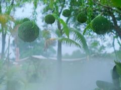 -广东花都香草世界旅游度假区