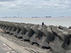 -上海滨江森林公园