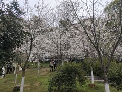 -南山植物园