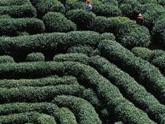 -十八棵（老龙井）御茶园(老龙井店)